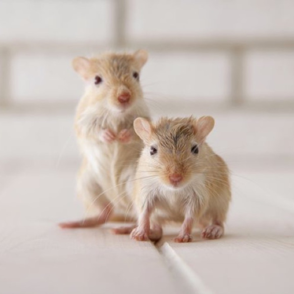 Meet your Posher, Isabel